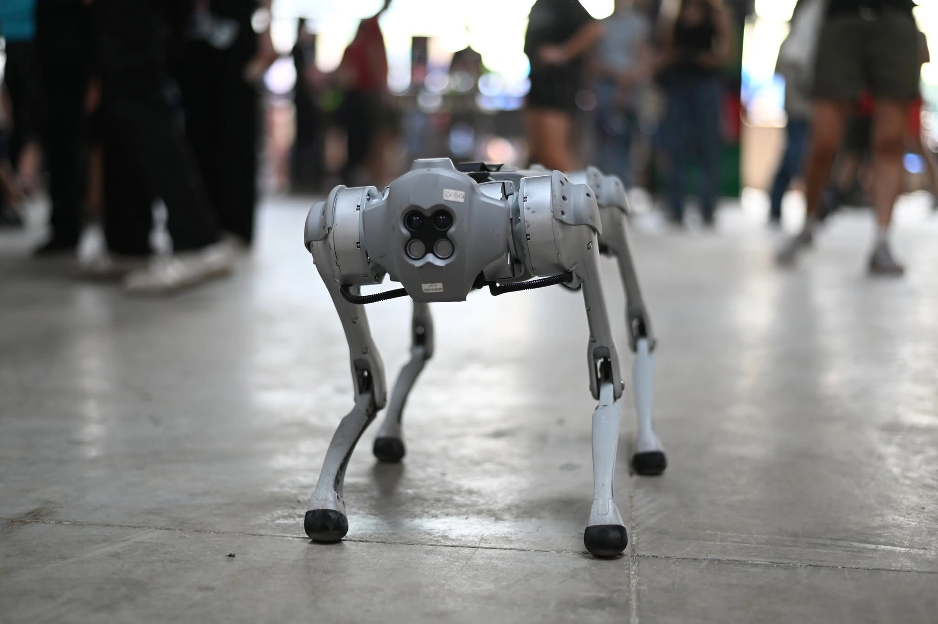 ROBO BATTLE 2025: Combat Robots, SUMO and 10,000+ Visitors, photo 12